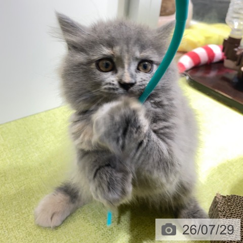 富山県のスコティッシュフォールド (ペットプラス 高岡店/2026年5月23日生まれ/女の子/ブルークリーム)の子猫の4枚目の画像