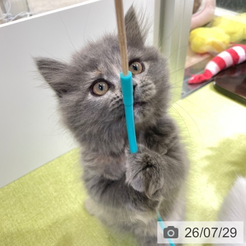 富山県のスコティッシュフォールド (ペットプラス 高岡店/2026年5月23日生まれ/女の子/ブルークリーム)の子猫の3枚目の画像