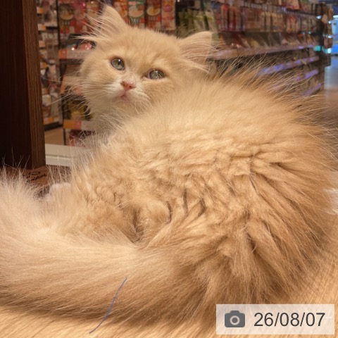 愛知県のスコティッシュフォールド (ペットプラス イオンモール豊川店/2026年5月23日生まれ/男の子/クリームタビーホワイト)の子猫の3枚目の画像
