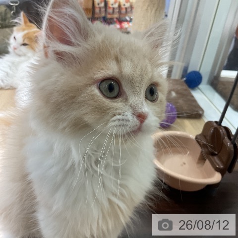 愛知県のスコティッシュフォールド (ペットプラス イオンモール豊川店/2026年5月23日生まれ/男の子/クリームタビーホワイト)の子猫の3枚目の画像