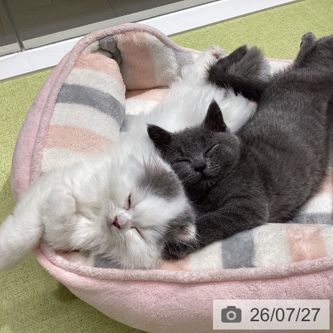 石川県のスコティッシュフォールド (ペットプラス 白山店/2026年5月23日生まれ/男の子/ブルーホワイトバン)の子猫の3枚目の画像
