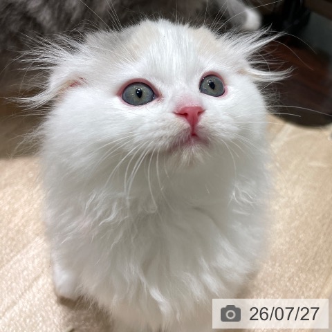 スコティッシュフォールドの写真