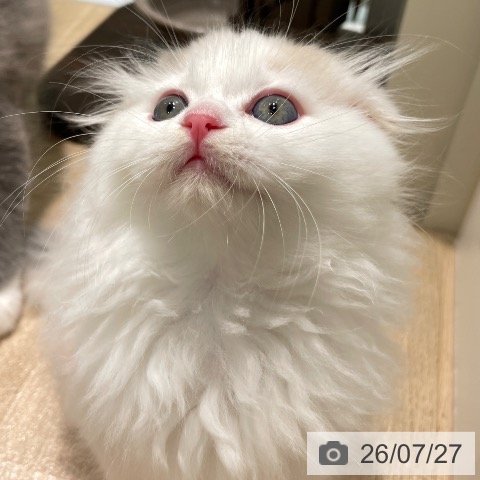 スコティッシュフォールドの写真
