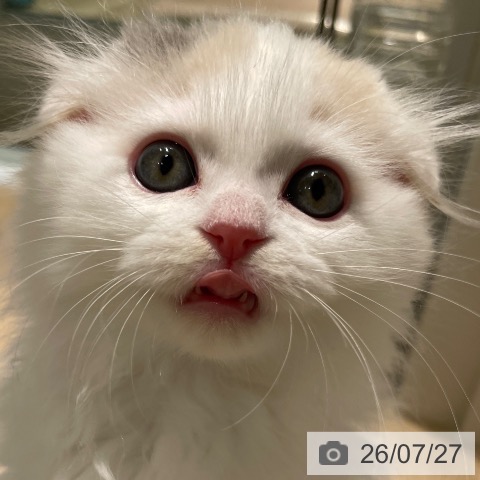 スコティッシュフォールドの写真