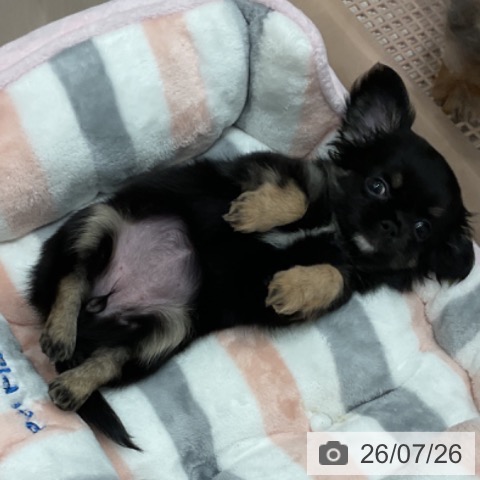 チワワの写真