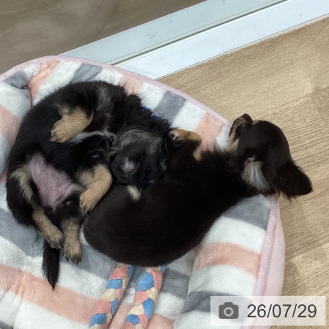 愛知県のチワワ(ロング) (ペットプラス 東浦店/2026年5月23日生まれ/女の子/ブラックタン)の子犬の3枚目の画像