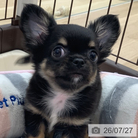 岐阜県のチワワ(ロング) (ペットプラス 光ケ丘店/2026年5月23日生まれ/女の子/ブラックタン)の子犬の4枚目の画像