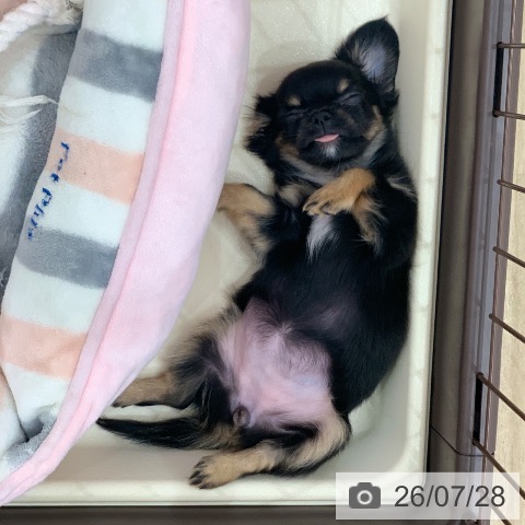 岐阜県のチワワ(ロング) (ペットプラス 光ケ丘店/2026年5月23日生まれ/女の子/ブラックタン)の子犬の4枚目の画像