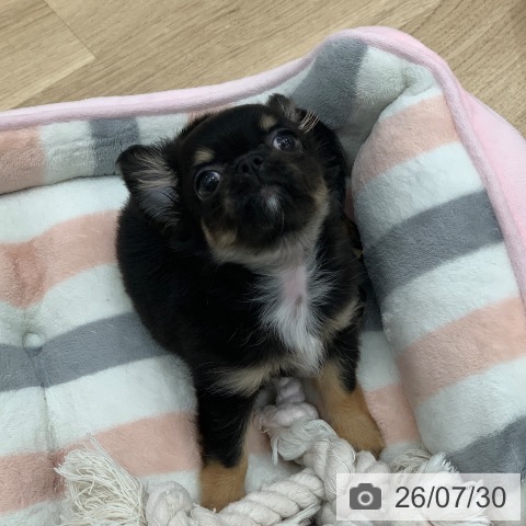 岐阜県のチワワ(ロング) (ペットプラス 光ケ丘店/2026年5月23日生まれ/女の子/ブラックタン)の子犬の4枚目の画像