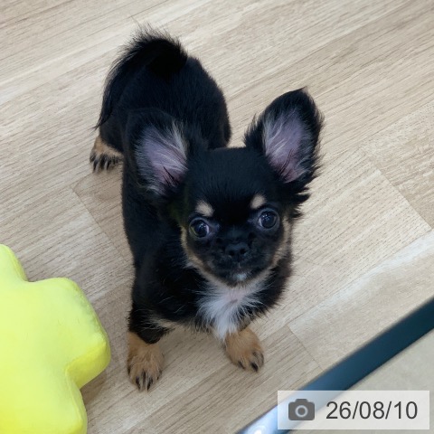 岐阜県のチワワ(ロング) (ペットプラス 光ケ丘店/2026年5月23日生まれ/女の子/ブラックタン)の子犬の4枚目の画像