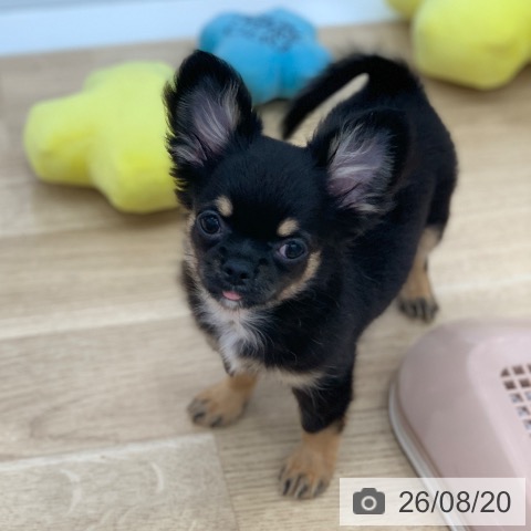 岐阜県のチワワ(ロング) (ペットプラス 光ケ丘店/2026年5月23日生まれ/女の子/ブラックタン)の子犬の3枚目の画像