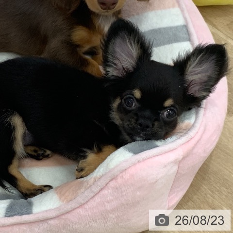 三重県のチワワ(ロング) (ペットプラス 津南店/2026年5月23日生まれ/女の子/ブラックタン)の子犬の3枚目の画像