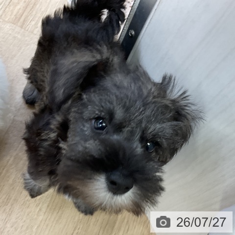 愛知県のミニチュアシュナウザー (ペットプラス mozoワンダーシティ店/2026年5月23日生まれ/女の子/ソルトペッパー)の子犬の3枚目の画像