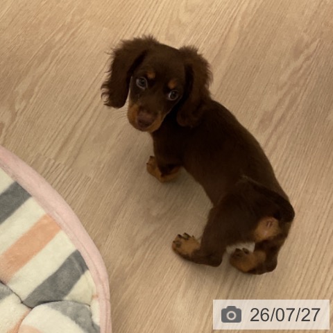 ミニチュア・ダックスフンドの写真