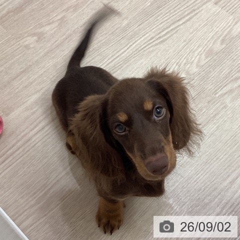 ミニチュア・ダックスフンドの写真
