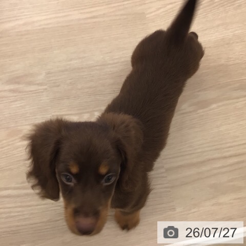 ミニチュア・ダックスフンドの写真
