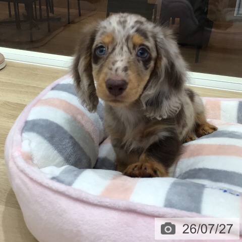 岐阜県のミニチュアダックスフンド(ロング) (ペットプラス 各務原店/2026年5月23日生まれ/男の子/チョコレートダップル)の子犬の4枚目の画像