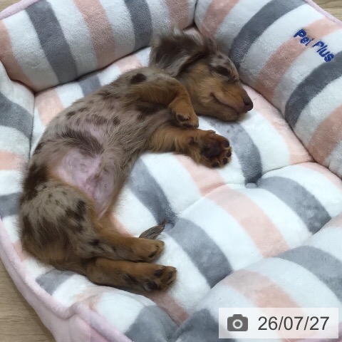 岐阜県のミニチュアダックスフンド(ロング) (ペットプラス 各務原店/2026年5月23日生まれ/男の子/チョコレートダップル)の子犬の3枚目の画像