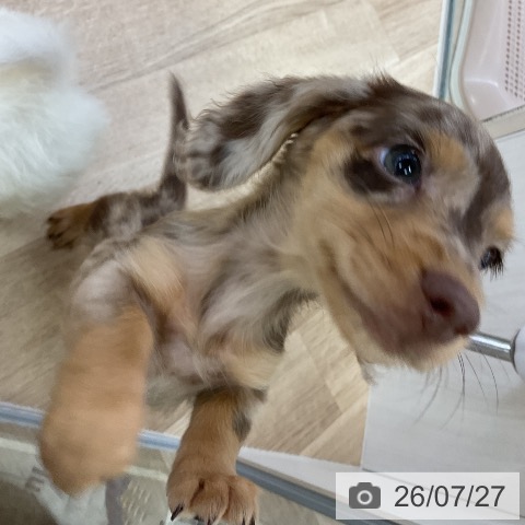 ミニチュア・ダックスフンドの写真