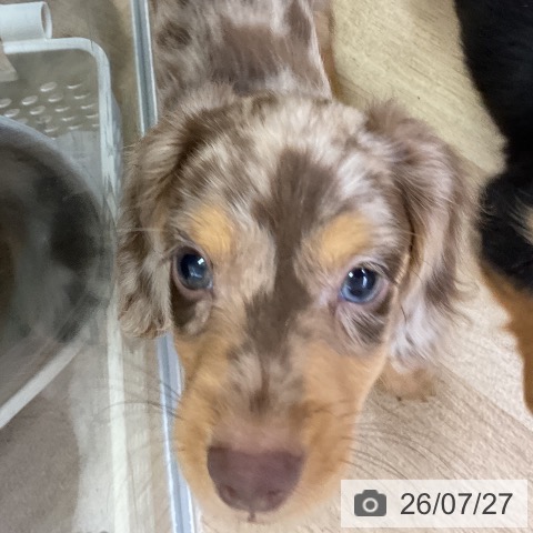 ミニチュア・ダックスフンドの写真