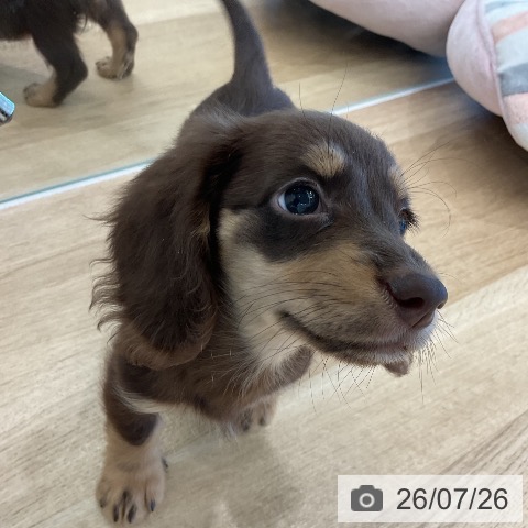 ミニチュア・ダックスフンドの写真