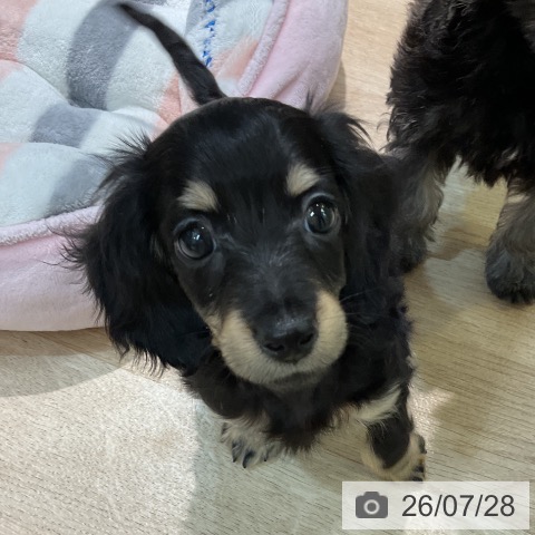 愛知県のカニンヘンダックスフンド(ロング) (ペットプラス 岡崎店/2026年5月20日生まれ/男の子/ブラックイエロー)の子犬の3枚目の画像