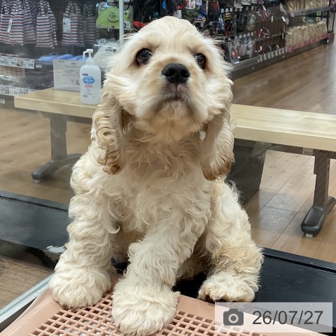 愛知県のアメリカンコッカースパニエル (ペッツワン 東海店/2026年5月24日生まれ/男の子/バフ)の子犬の3枚目の画像