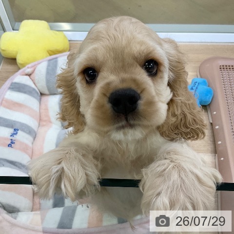 愛知県のアメリカンコッカースパニエル (ペットプラス mozoワンダーシティ店/2026年5月24日生まれ/男の子/バフ)の子犬の3枚目の画像