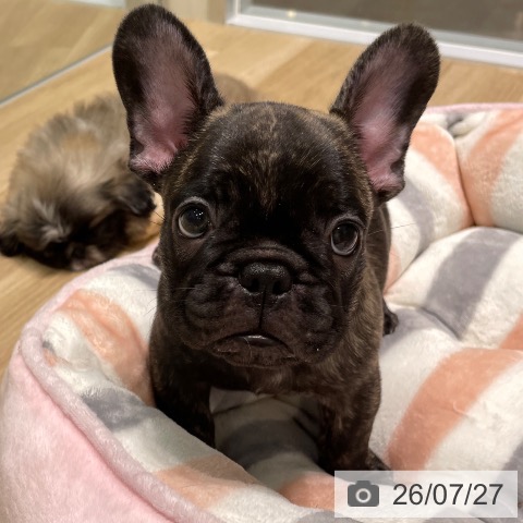 フレンチ・ブルドッグの写真