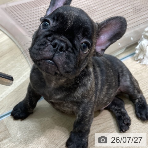フレンチ・ブルドッグの写真