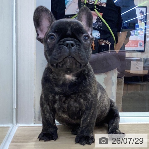 岐阜県のフレンチブルドッグ (ペットプラス 各務原店/2026年5月22日生まれ/男の子/ブリンドル)の子犬の4枚目の画像