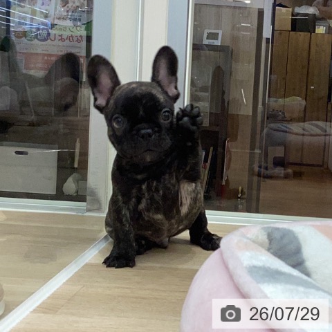 岐阜県のフレンチブルドッグ (ペットプラス 各務原店/2026年5月22日生まれ/男の子/ブリンドル)の子犬の3枚目の画像
