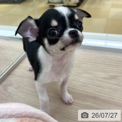 チワワの写真