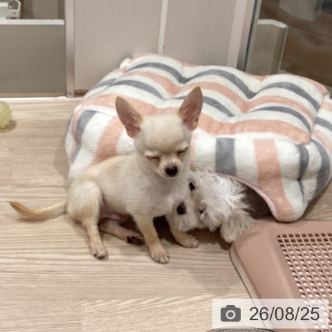 チワワの写真