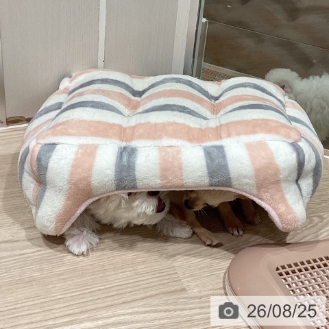 チワワの写真