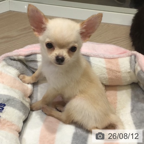 富山県のチワワ(ロング) (ペットプラス 高岡店/2026年5月24日生まれ/男の子/クリーム)の子犬の4枚目の画像