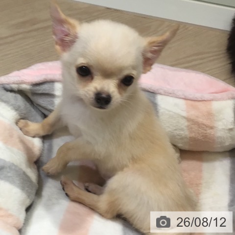 富山県のチワワ(ロング) (ペットプラス 高岡店/2026年5月24日生まれ/男の子/クリーム)の子犬の3枚目の画像