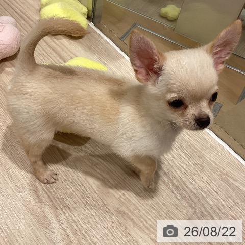 石川県のチワワ(ロング) (ペットプラス かほく店/2026年5月24日生まれ/男の子/クリーム)の子犬の4枚目の画像