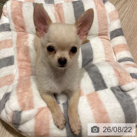 石川県のチワワ(ロング) (ペットプラス かほく店/2026年5月24日生まれ/男の子/クリーム)の子犬の3枚目の画像