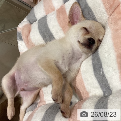 石川県のチワワ(ロング) (ペットプラス かほく店/2026年5月24日生まれ/男の子/クリーム)の子犬の3枚目の画像