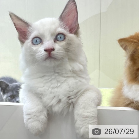 富山県のラグドール (ペットプラス 高岡店/2026年4月29日生まれ/男の子/ブルーポイントバイカラー)の子猫の4枚目の画像