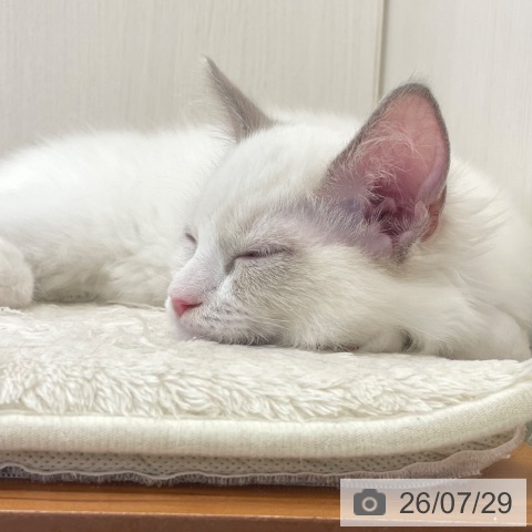 富山県のラグドール (ペットプラス 高岡店/2026年4月29日生まれ/男の子/ブルーポイントバイカラー)の子猫の3枚目の画像