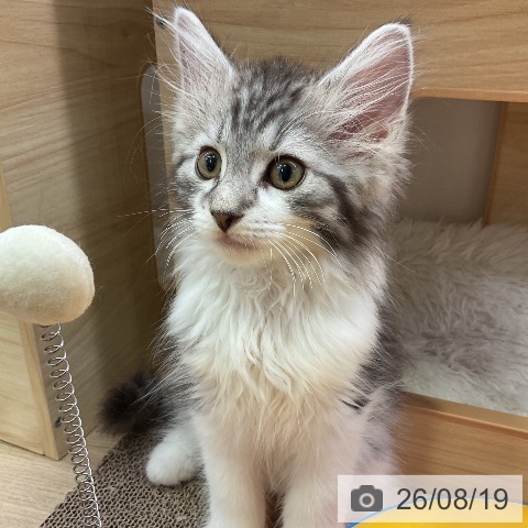 愛知県のノルウェージャンフォレストキャット (ペットプラス 岡崎店/2026年5月22日生まれ/男の子/シルバーマッカレルタビーホワイト)の子猫の4枚目の画像