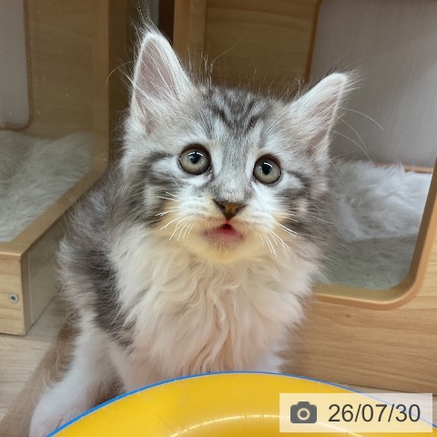 愛知県のノルウェージャンフォレストキャット (ペットプラス 岡崎店/2026年5月22日生まれ/男の子/シルバーマッカレルタビーホワイト)の子猫の3枚目の画像