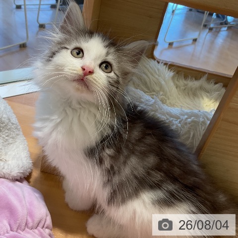 ノルウェージャンフォレストキャットの写真