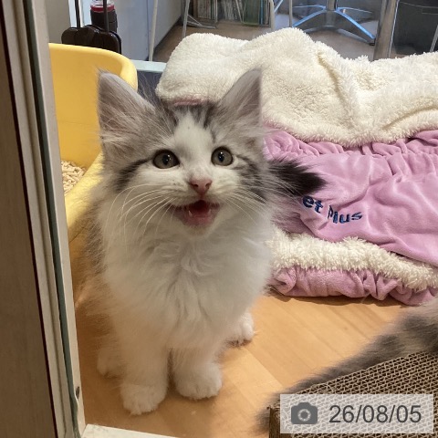 ノルウェージャンフォレストキャットの写真