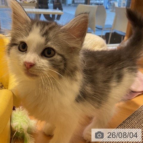 ノルウェージャンフォレストキャットの写真