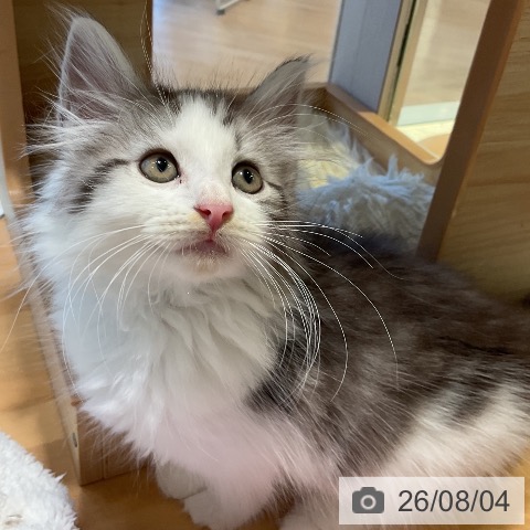 ノルウェージャンフォレストキャットの写真