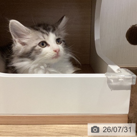 岐阜県のノルウェージャンフォレストキャット (ペットプラス 各務原店/2026年5月22日生まれ/男の子/シルバーマッカレルタビーホワイト)の子猫の4枚目の画像
