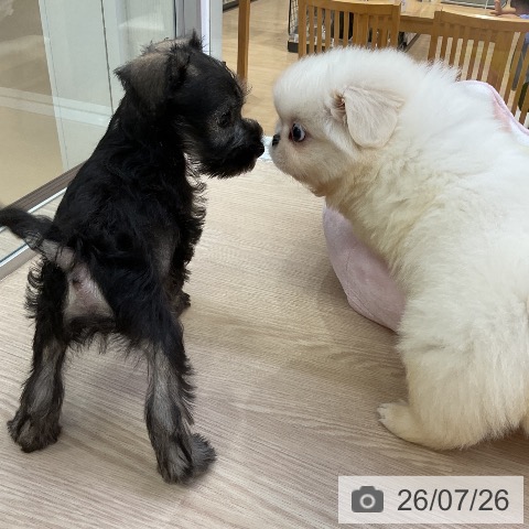 ペキニーズの写真